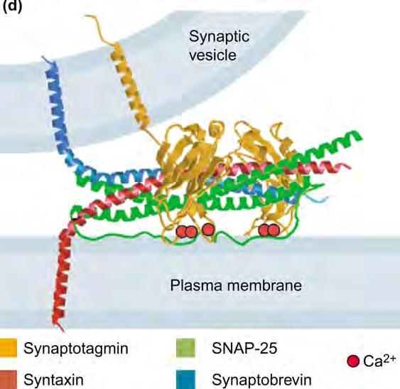 Bindung.! Loopregionen der Ca 2+ Bindedomänen" interagieren über Ca 2+ mit Membranphospholipiden" Ca 2+! Ca 2+ sensor?