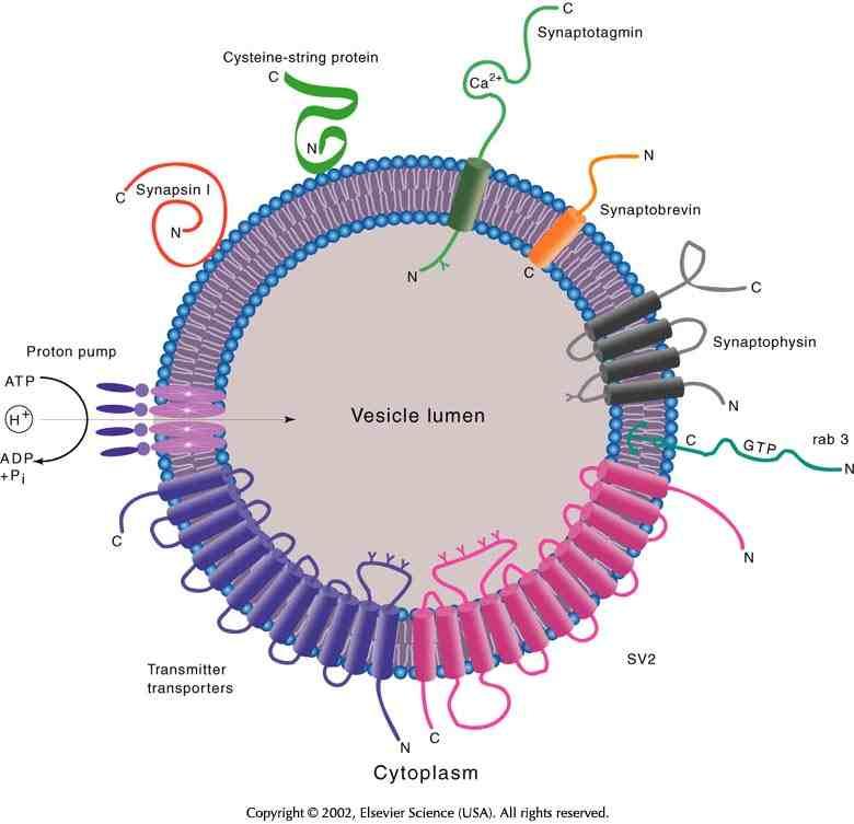 Struktur und Topologie der wichtigsten synaptischen Vesikelproteine Ca 2+ Sensor Synaptotagmin v-snare Synaptobrevin Protonenpumpe
