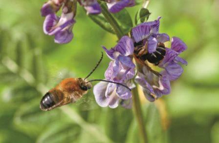 So nützlich ist Vielfalt Bestäubung 15 Ein tolles Team: Wildbienen und heimische Wildpflanzen: hoher ökologischer Wert