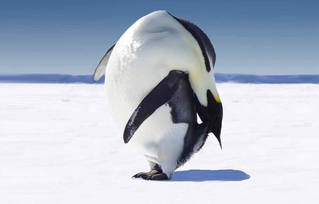 25 Für Pinguine ist diese Haltung besonders gut geeignet, um den Kopf aus der Sonne zu halten und