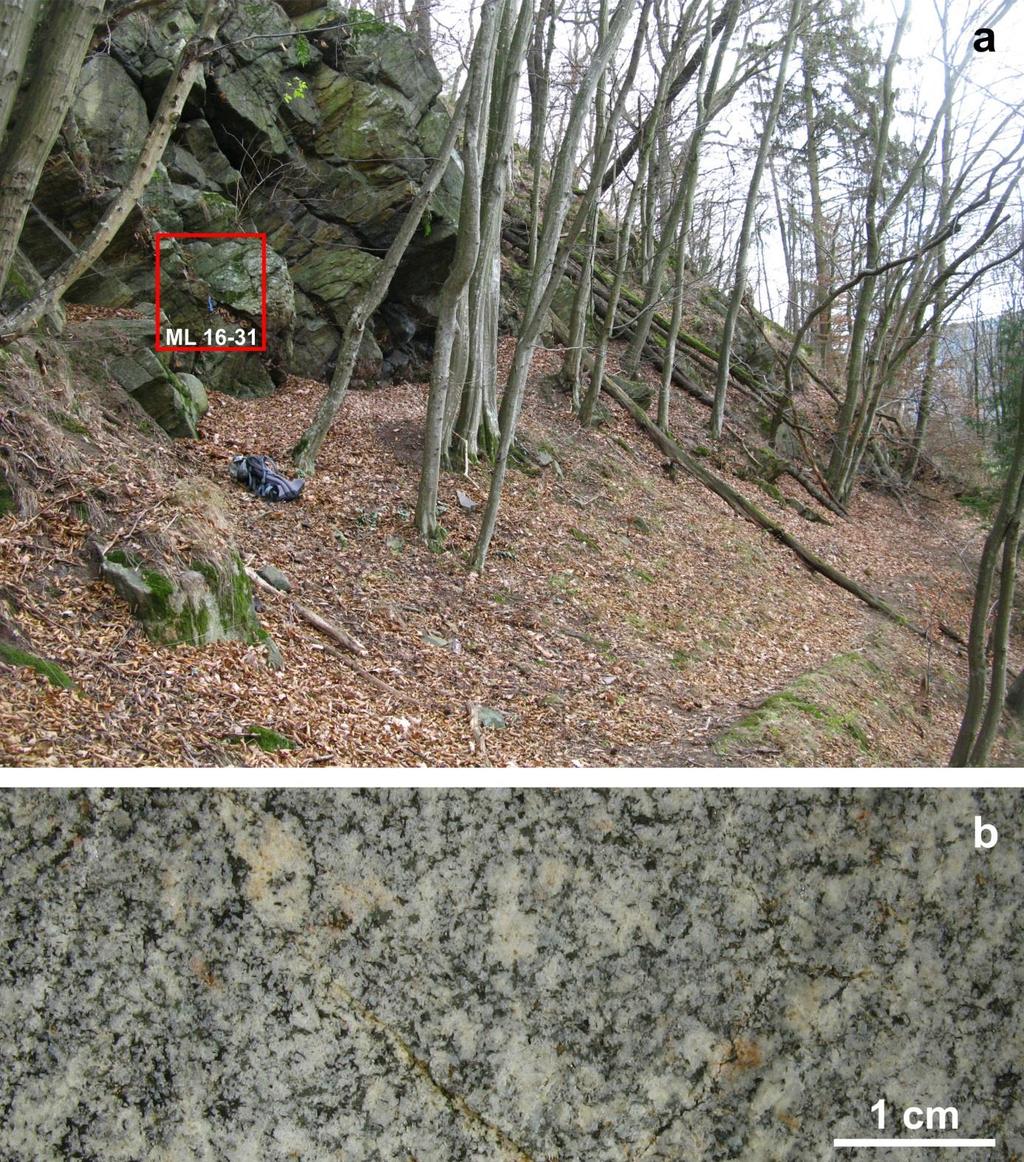 Wanderweg Bengelbach Probe ML 16-31 Der Aufschluss befindet sich ca. 150 m S des letztgenannten Aufschlusses, E eines Wanderweges entlang des Bengelbachs. Es handelt sich um eine ca.
