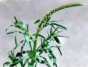 2.1.4 Reseda Reseda, Färberwau (Reseda luteola) ist eine zweijährige Blütenpflanze, die auf kalkhaltigem, trockenem Boden gedeiht und lange, gelbe Blütentrauben ausbildet.