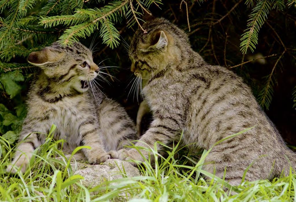 BUND > BILDUNG FÜR DIE KATZ > UNTERRICHTSMATERIAL > GRUNDSCHULE 19 Grundschule UNTERRICHTSMATERIAL GRUNDSCHULE Der Treffpunkt für die Wildkatzenaktivitäten ist vor allem der Klassenraum.