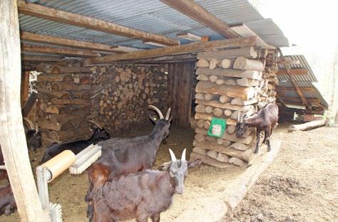 Holzbeigen als Dachstützen Separates Abteil zum «Gitzeln» Geschützte Tränke Stefanie Martinoni mit ihren Geissen Auch