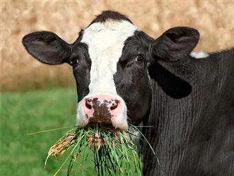 Produktion von Tierfutter Weltweit sind fast 60% der Gersten-, Roggen-, Hirse- und Maisernte zum Tierfutter bestimmt.