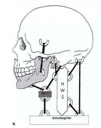 Kieferöffnung und Kehlkopfhebung sind direkt gekoppelt mit der Stellung/Funktion des Zungenbeins Nusser-Müller-Busch Die