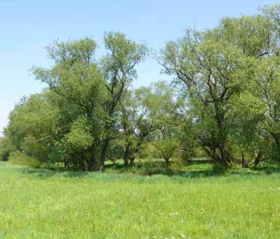 Weitere, eng mit den Grünlandgesellschaften verwandte Vegetationseinheiten stellen Flutrasen (blaue Vegetationsaufnahmen) und Wegsäume (braun) dar.