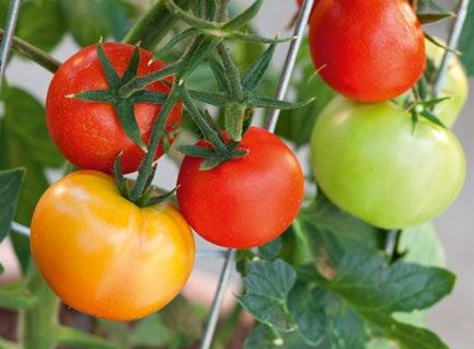 Ein wichtiges Thema bei Tomaten ist die Widerstandsfähigkeit gegen Pilzerkrankungen wie Kraut- oder Braunfäule,