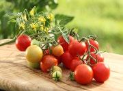 Tomatenart, viele Früchte pro Rispe, hoher Zuckergehalt Cocktailtyp 30-60 g Fruchtgewicht, sehr schmackhaft, können