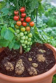 Tomatenkartoffel Tomaten und Kartoffeln von einer Pflanze ernten, von Hand veredelte Pflanze, hohe Erträge, sensationelle