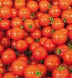 Bio-Tomaten für natürlichen Genuss RundfruchtTomate bewährte Standardsorte mit gutem