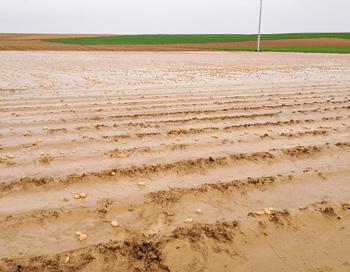 Häufig ein Totalschaden: Kartoffeldämme, die nach einem Starkregen tagelang überschwemmt sind. statt. Aber auch damit sind z. B.