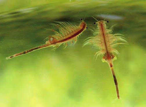 flöhen (Cladocera) gebildet. Diese Kleinkrebse erreichen 0,25 6 (maximal 18) mm Körperlänge und bewohnen alle Arten von stehenden und fließenden Binnengewässern.