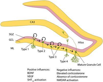 Gehirn: - Riechkolben - Hippocampus (subgranuläre Zone des Gyrus dentatus) (Hanson et al.