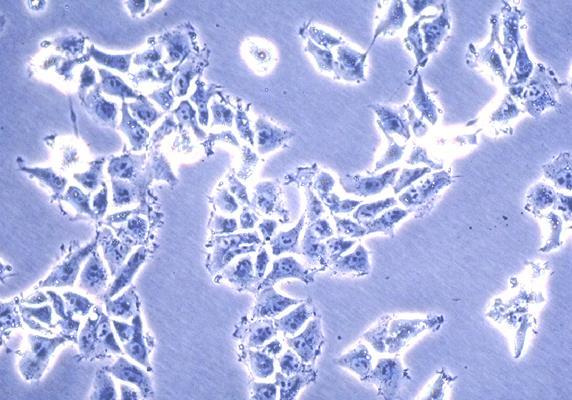 Embryonale Stammzellen (ES Zellen): Totipotente Zellen aus einem