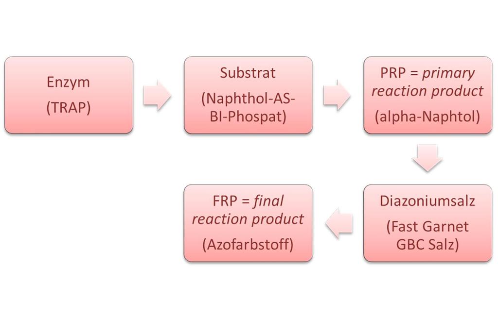 58 3 Material und Methoden Abbildung 3.2: Schematische Darstellung der enzymhistochemischen Reaktion zum Nachweis von Tartrat-resistenter saurer Phosphatase (TRAP).