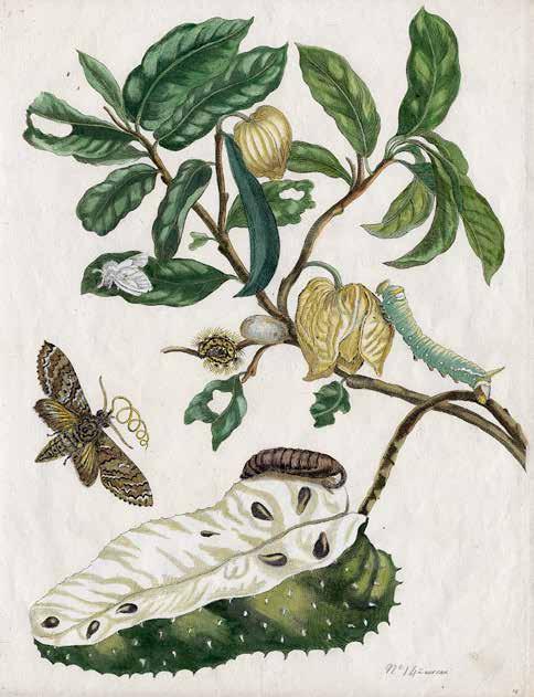 Maria Sibylla Merian Zuursak (Sauersack) - Original Kupferstich handkoloriert, Tafel 14 aus dem Surinambuch, Amsterdam 1730, Format