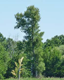 Durch die natürliche Düngung wachsen viele verschiedene Pflanzen wie das Kletten-Labkraut im Auwald. Sie bilden eine dichte Pflanzendecke, weshalb der Auwald ein wenig wie ein Dschungel aussieht.