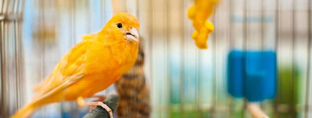 Hygiene im Vogelheim Krankheiten vorbeugen Sauberkeit ist wichtig, um Krankheiten vorzubeugen. Das gilt gerade auch bei der Vogelhaltung.