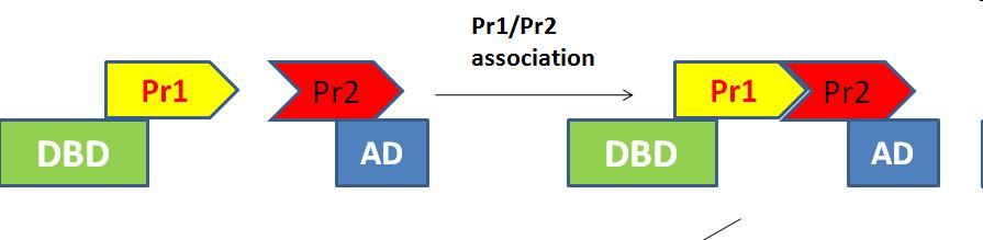 Proteine, die mit TIR1 interagieren Yeast-two-Hybrid: Methode zum Nachweis von Protein-Protein- Interaktionen in Hefe - DBD-TIR1 als Köderprotein (bait) im Hefestamm YPB2 -