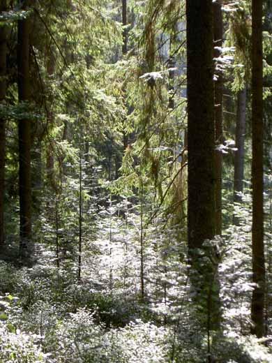 Pro Silva Austria Naturnahe Waldwirtschaft Unser Leitbild Europäische Vereinigung von Forstleuten, Waldeigentümern, Wissenschaftlern und Freunden des Waldes Umfassende Pflege und