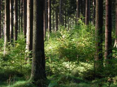 Pro Silva Austria Naturnahe Waldwirtschaft Grundsätze und Empfehlungen 2.