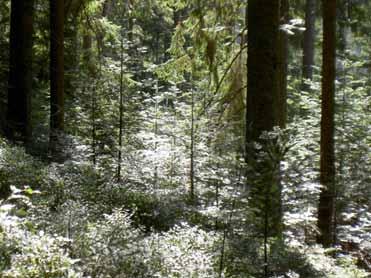 Biotopangepasste Wilddichten Ausnutzung natürlicher Prozesse Bestandesstabilität durch Strukturierung und