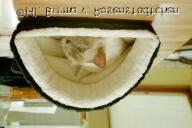 Bastelanleitung für einen Katzenkuschelsack von Kirsten Vollmer, Heilige Birma vom Rosenstädtchen Tadaaaa... zum Selberbauen hier die Anleitung des supertollen Katzenkuschelsacks.