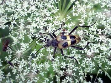 5 Artengefälle Cerambycidae Unter den Cerambycidae (Bockkäfer) gibt es verhältnismäßig viele montane Arten (Abb.