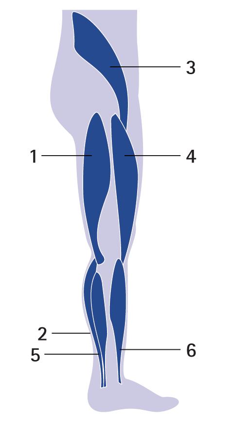 10 Musterorthese: statische AFO mit dorsaler Schale und Neuro Vario Systemknöchelgelenk. Dies führt zu einer fortschreitenden Überstreckung des Kniegelenks (siehe Abb. 1) [1, 6].