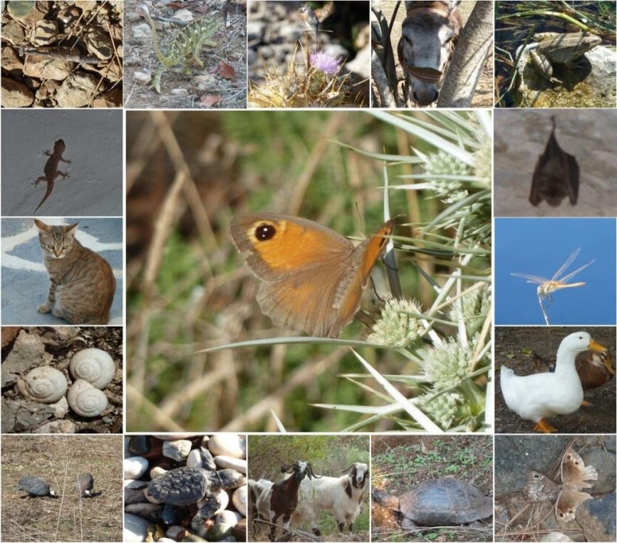 Die Fauna der Türkei Fauna ist die Gesamtheit aller Tierarten in einem Gebiet.