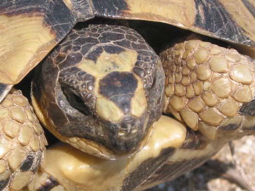 Maurische Landschildkröte Größe: bis zu 35 cm