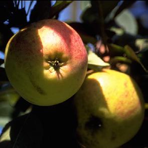 Frühe Cox Orangenrenette, Jems Griev, Grieve, Sommercox 1864 wurde der Apfel vom Lehrer Hesselbach bei Solingen als Sämling von Harberts Renette gefunden.