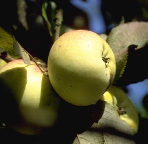 Apfel von Cronels Beekenrader Wohrappel Der Apfel von Cronels wurde angeblich als Sämling der aus Russland stammenden Sorte Antonowka durch E.