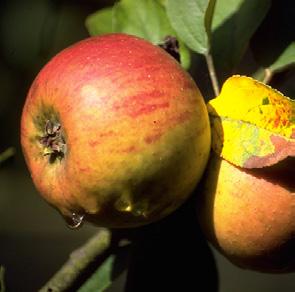 Über England gelangte der Apfel nach Deutschland und wurde dort 1853 auf der 1. Versammlung deutscher Pomologen in Naumburg zum allgemeinen Anbau empfohlen wurde.