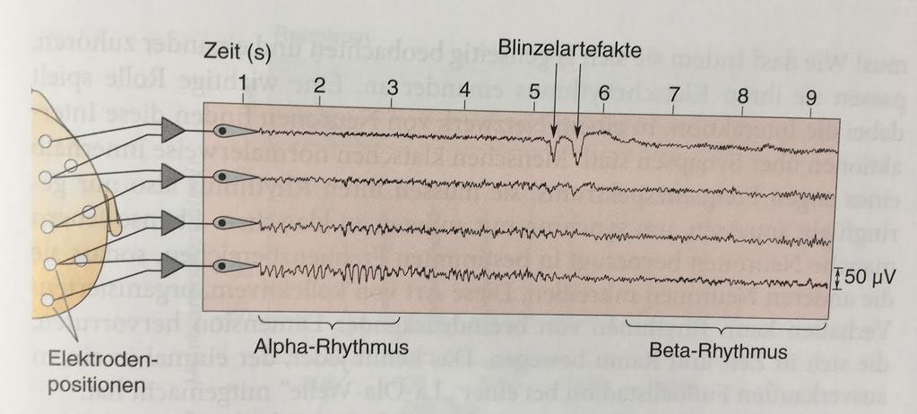 Elektroenzephalogramm (EEG) α-rhytmen: 8-12 Hz, Ruhe,