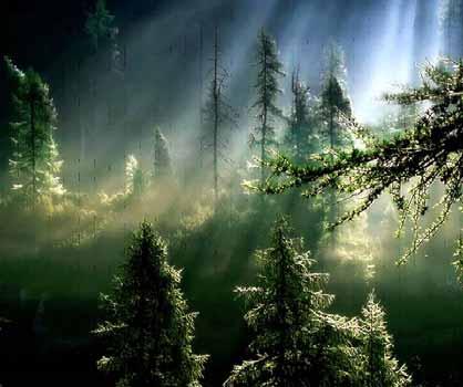 Jeder Wald kann zu einem Ort der Kraft werden Seit Jahrhunderttausenden Jahren ist der Mensch in gegenseitiger Abhängigkeit mit dem