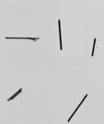 Das Beispiel zeigt Fasern mit einem Durchmesser von weniger als µm und einer Länge von bis zu 2,5 mm. Faserlänge und Durchmesser werden mit der Split-View-Optik in einer Messung simultan bestimmt.