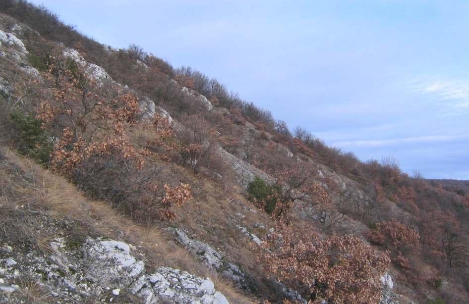 Klimatisch und biogeografisch wird der Hügelzug stark von der südlich an die Karpaten anschließenden pannonischen Region geprägt.