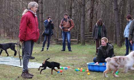 Ein neues Jahr begann. Bereits am 17. Januar 2016 fanden die ersten Kurse wieder statt. Welpen und Junghunde freuten sich mit ihren Führer/innen.