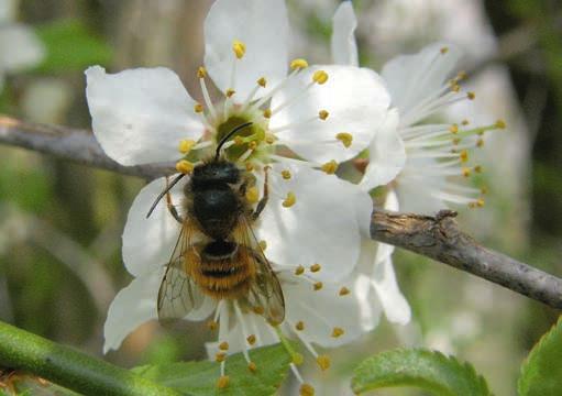 Warum sind Nisthilfen wichtig? Eine Wildbiene bei der Blütenbestäubung.