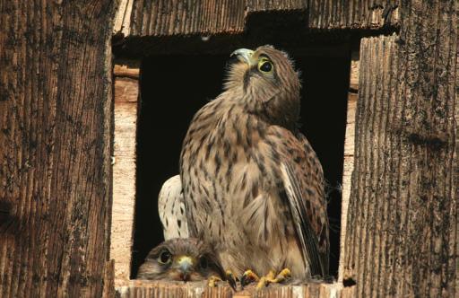 Turmfalke (Falco tinnunculus ) Expertentipp Turmfalken nisten gerne in Kirch- oder Schlosstürmen, von wo aus sie einen guten Überblick über ihre Umgebung haben.