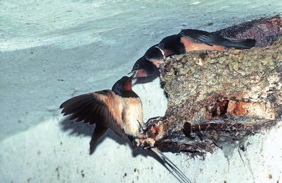 Rauchschwalbe (Hirundo rustica ) Expertentipp Schwalben sind exzellente Flieger, daher reicht ihnen oft schon ein gekipptes Fenster, um zwischen Nest und Jagdrevier hin und her fliegen zu können.