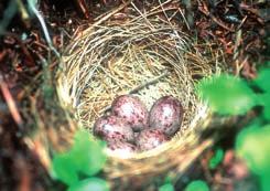 Lexikon Nesttypen Napfnest Die meisten unserer heimischen Singvögel bauen nach oben hin offene, napfförmige Nester, die in einer Astgabel verankert sind.