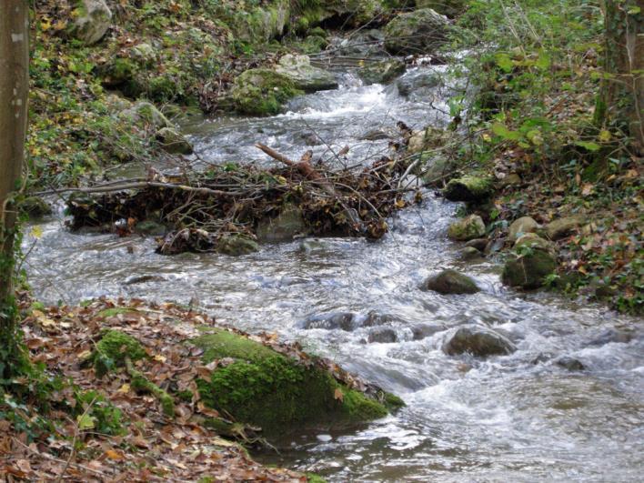 Landbach vor Mündung in den Rhein Steine sind mit brauner Schicht überzogen Hilfsmittel um Aufwuchs von Steinen zu gewinnen.