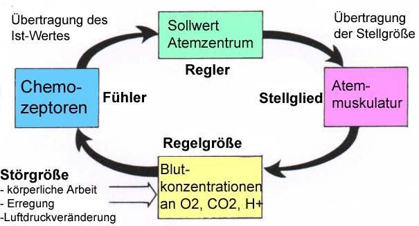 1.2.3 Atemregulation Steuerung O 2 -Aufnahme/CO 2 - Abgabe Anpassung an Erfordernisse des Körpers Kontrollierte Regelmechanismen Regulation