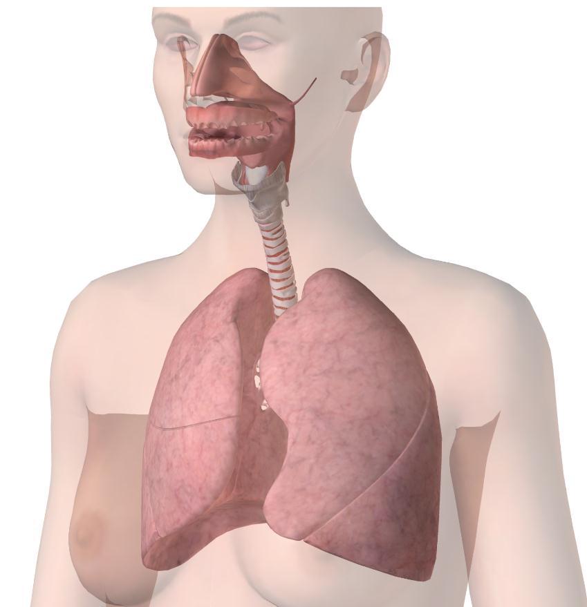 1.1 Anatomische Grundlagen Überblick Obere Luftwege Nase (Nasus) Rachen (Pharynx) Untere Luftwege Larynx