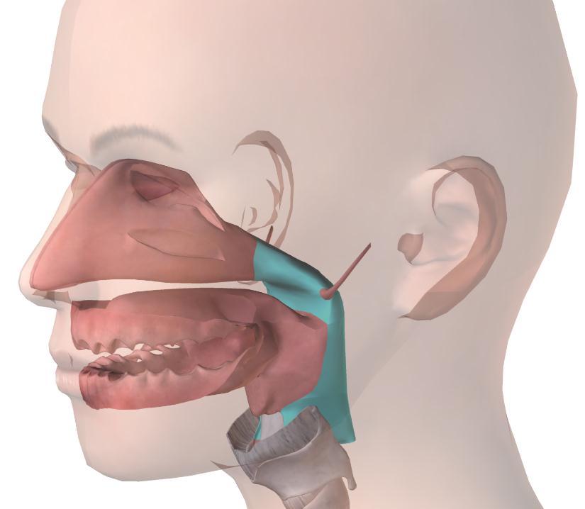 1.1.1 obere Luftwege - Rachen Verbindung zwischen Nasehöhle und Kehlkopf
