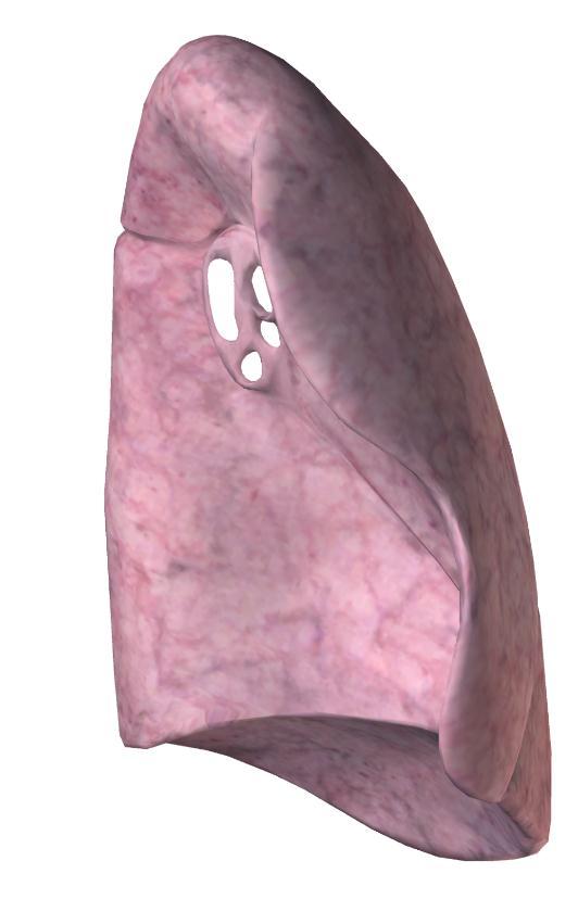 1.1.2 untere Luftwege - Lunge Gewebe, muskelfrei, elastisch, schwammig 2 Lungenflügel, unterteilt in Lappen Farbe Neugeborenes: rosa Farbe