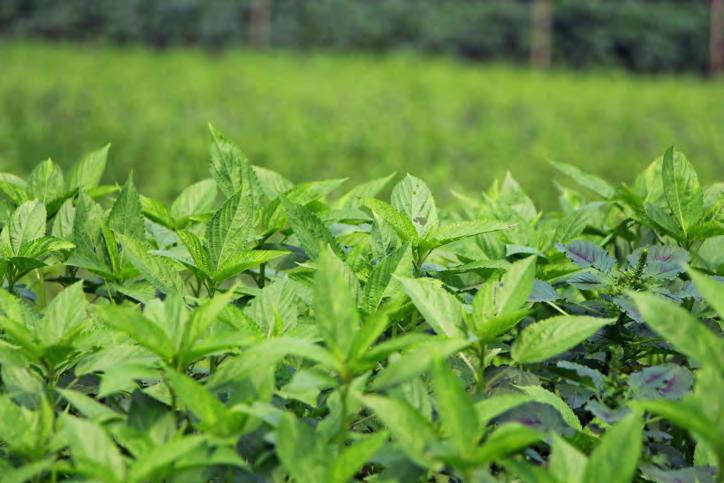 Den Allerwenigsten allerdings ist bekannt, dass man die getrockneten Blätter der jungen Jutepflanze als sehr gesunden Teeaufguss genießen kann.